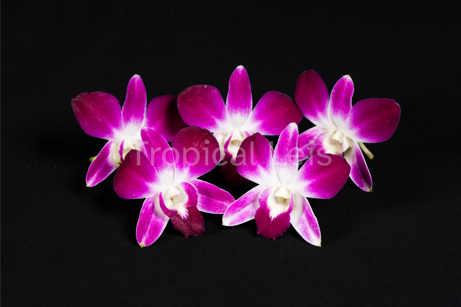 Purple Loose Bloom